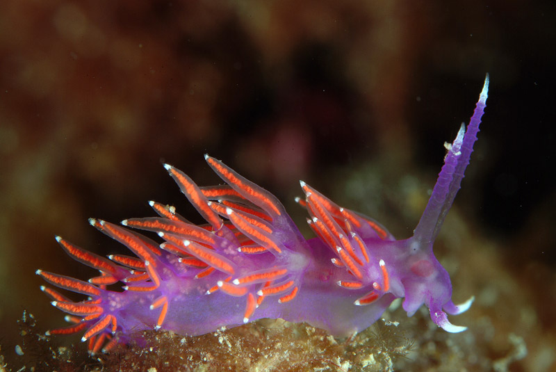 Flabellina affinis ed uova